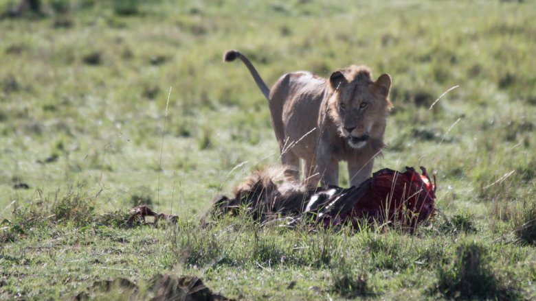 лев убивает добычу хищник