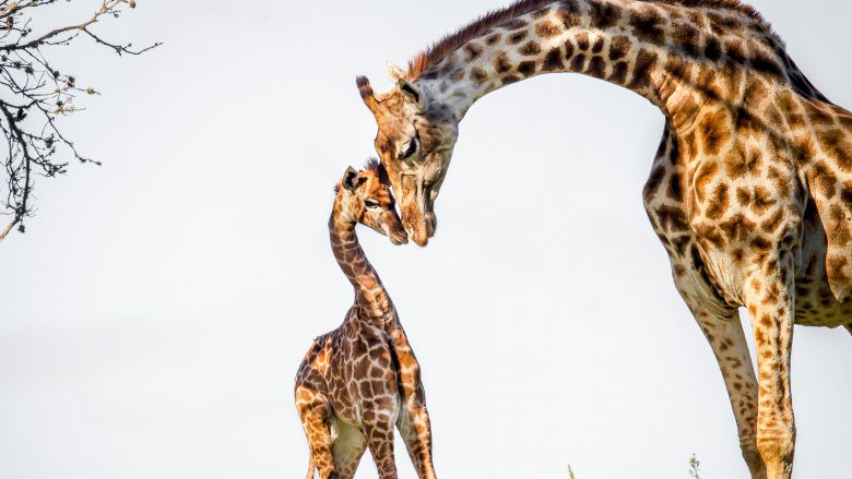детёныш матери-жирафа