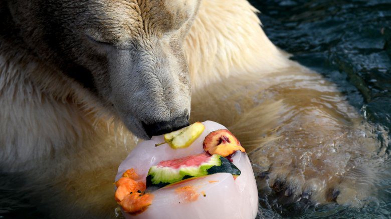 белый медведь конфеты фрукты