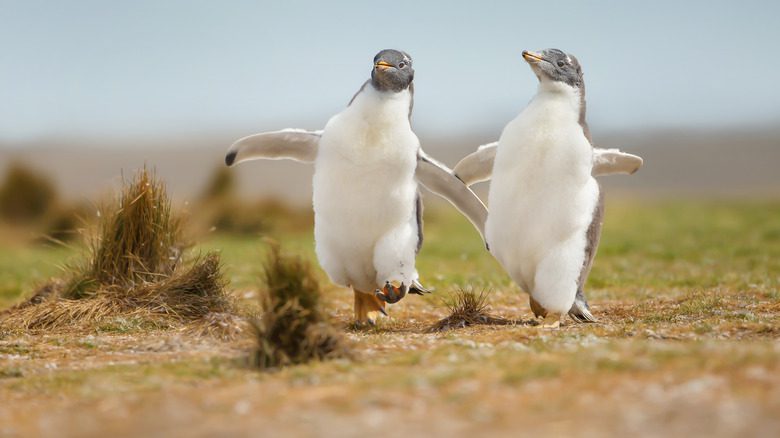 пингвины на фолклендских островах