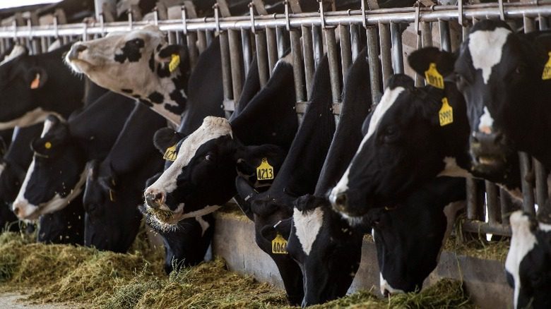 Молочные коровы едят корм для крупного рогатого скота