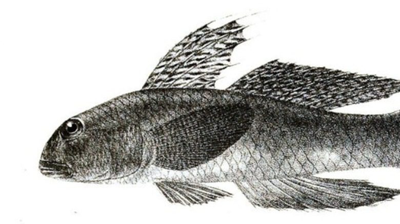 Рисунок рыбы-бычка