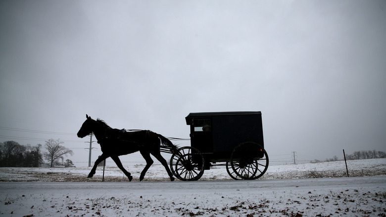 лошадь тянет амишскую коляску 