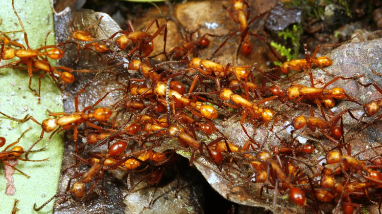 Роение муравьев
