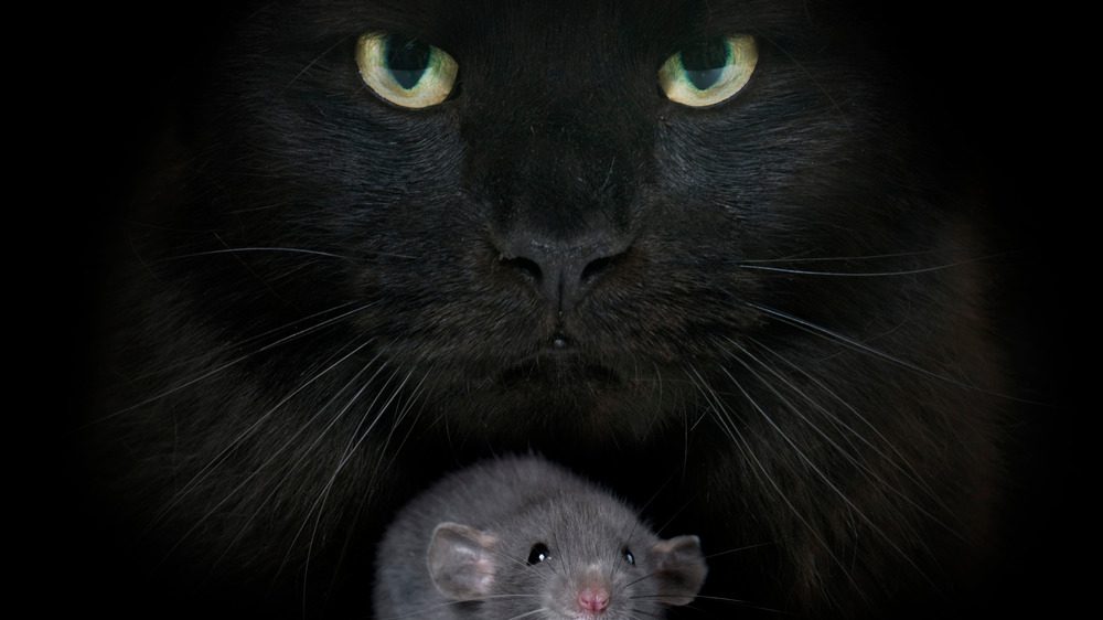 Черная кошка и мышь