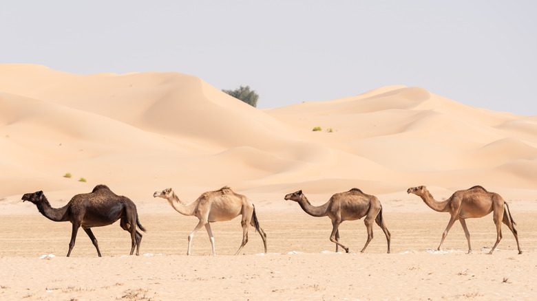 Вереница верблюдов в пустыне