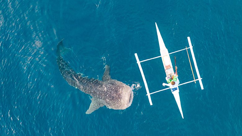 Фотография акулы с беспилотника