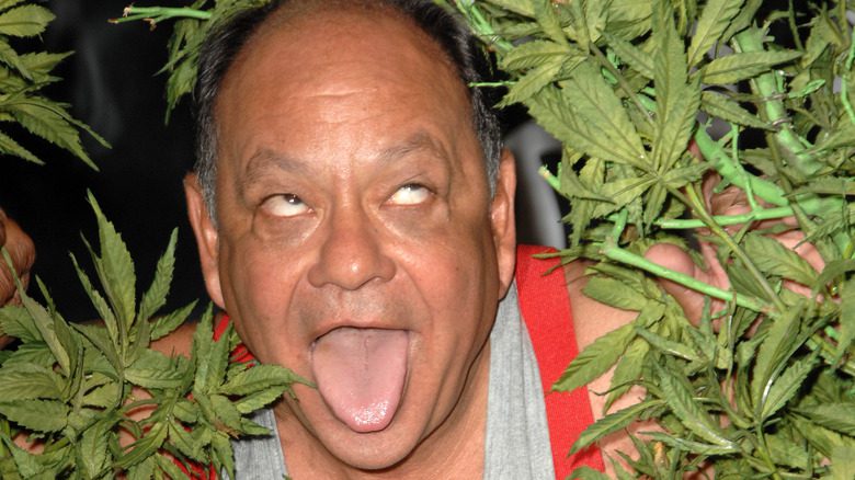 Чич в окружении листьев марихуаны