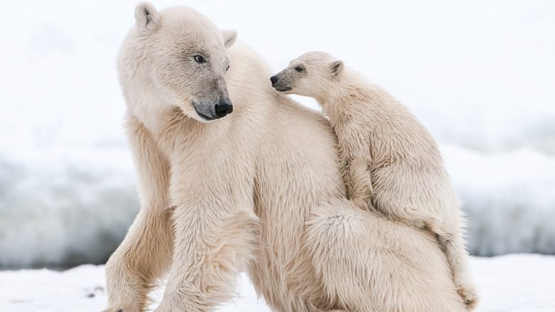 белый медведь с ребенком