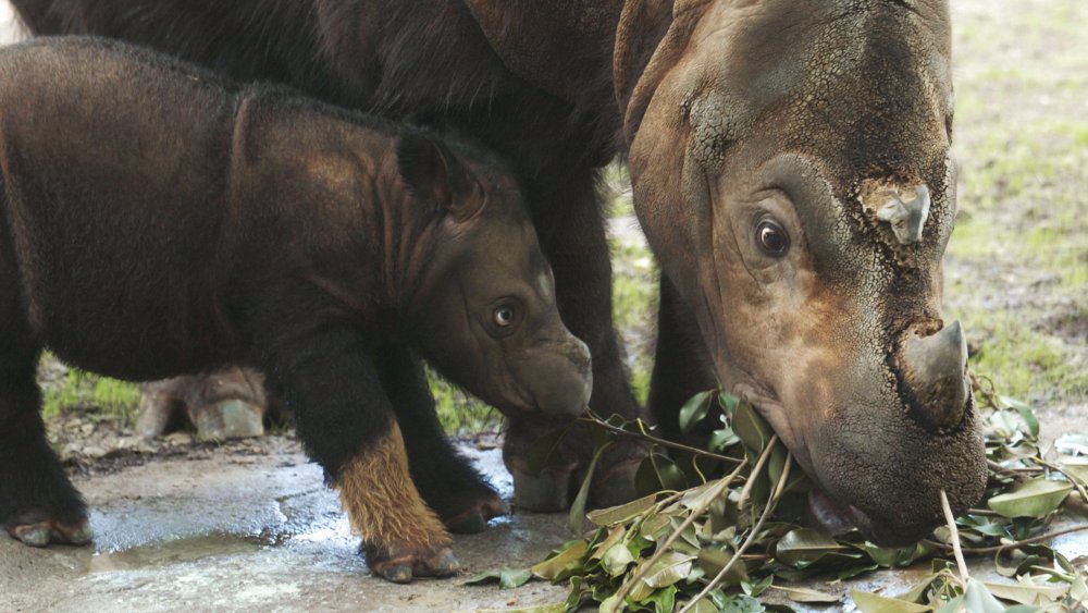 Мама и детеныш суматранского носорога
