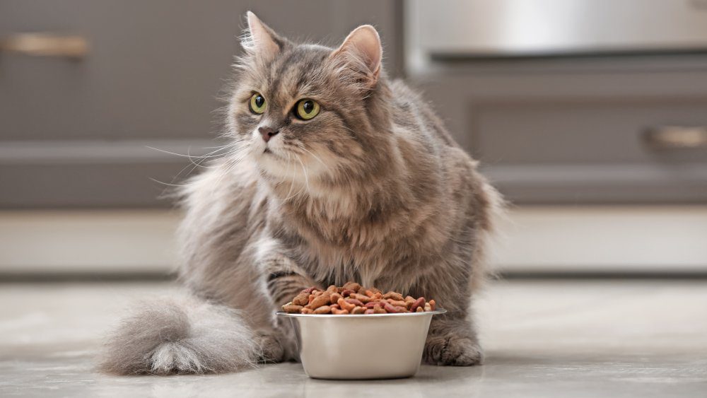 Кошка с едой