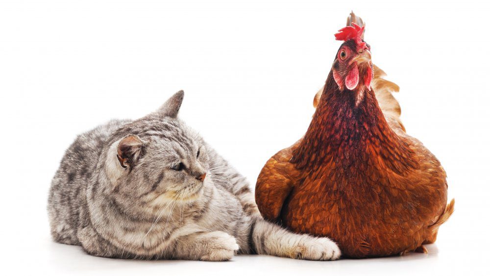 Кошка с цыпленком