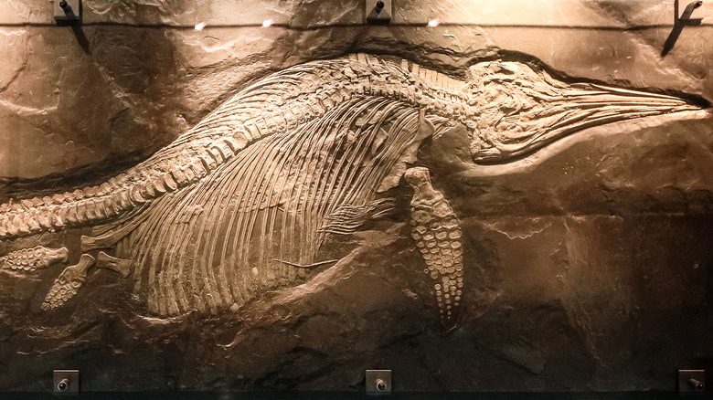 ихтиозавры музей ископаемых