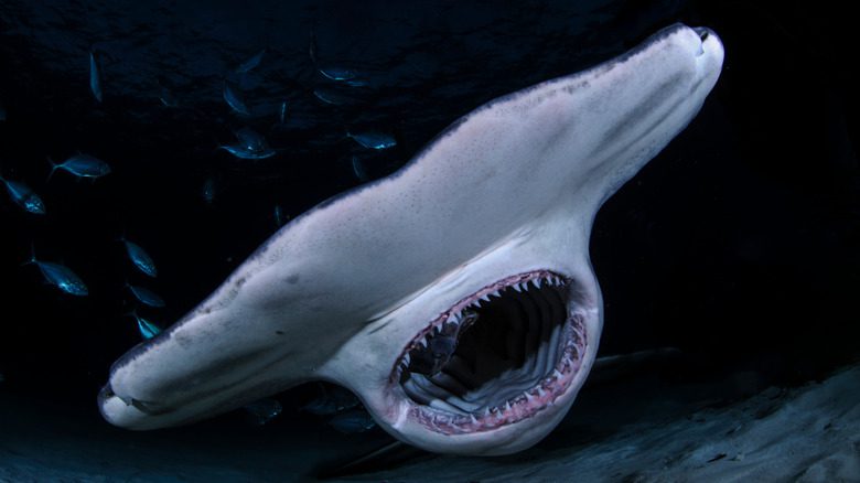 Органы чувств молотоголовой акулы