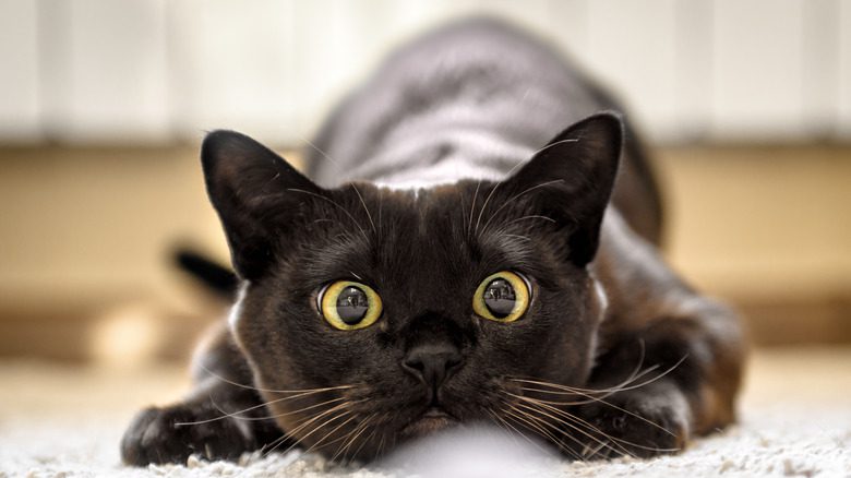 Кошка с широко раскрытыми глазами