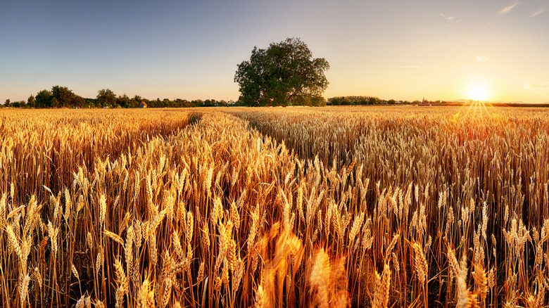пшеничное поле закат восход