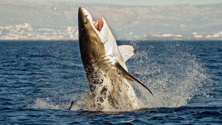Большая белая акула во время охоты