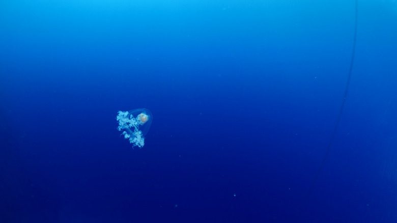 плавающая бессмертная медуза