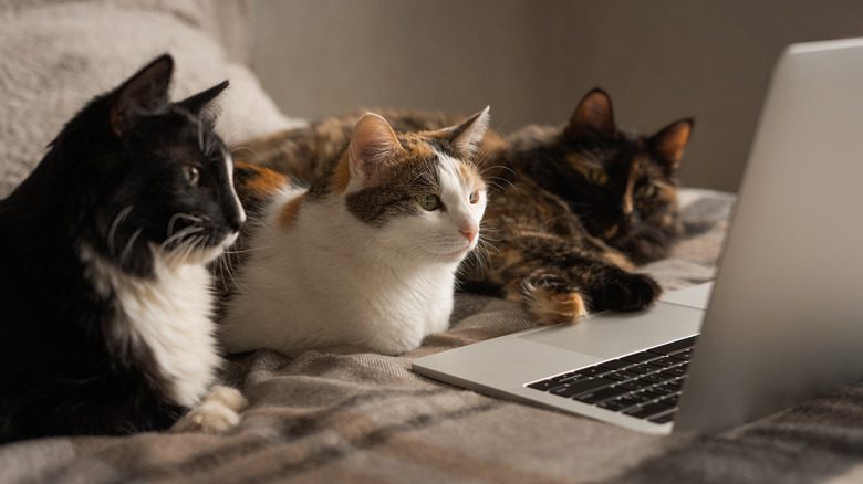 Три кошки на кровати смотрят на экран ноутбука