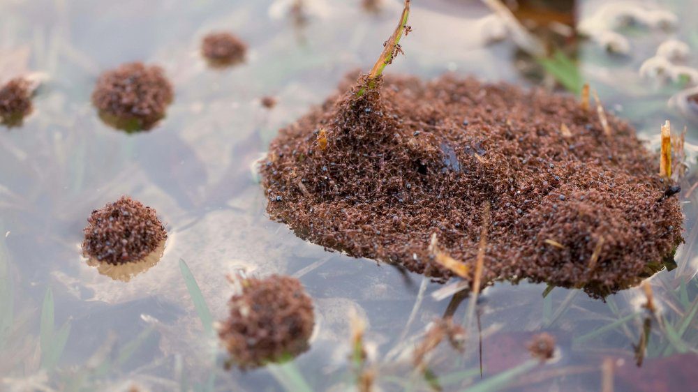 Огненные муравьи, плавающие в воде