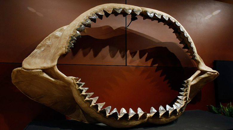 Ископаемые челюсти акулы кархарокл мегалодон