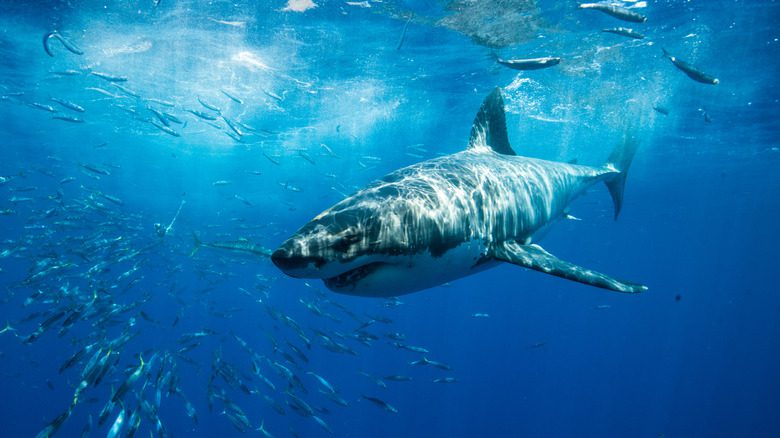 Большая белая акула у берегов Мексики