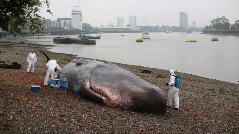 Прибитый кит