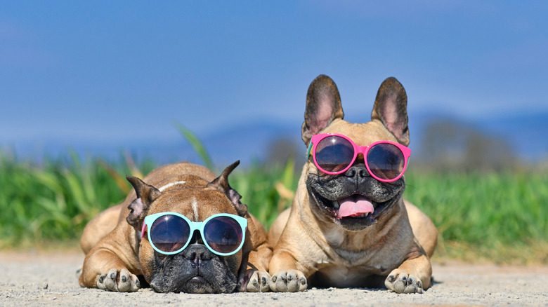 Собаки в солнцезащитных очках