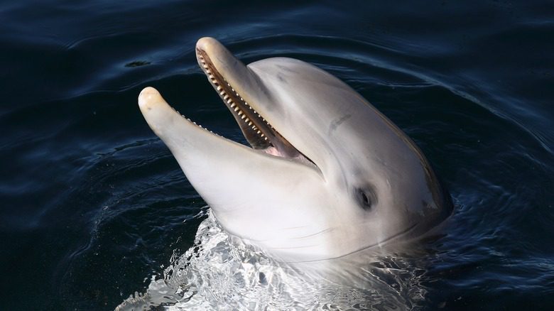 Раскрытый рот дельфина