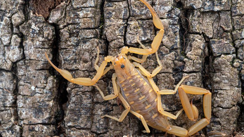 аризонский колючий скорпион смертельно опасен