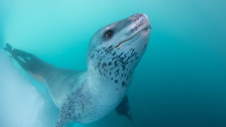 подводный леопардовый тюлень