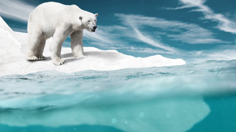 белый медведь на небольшом куске льда