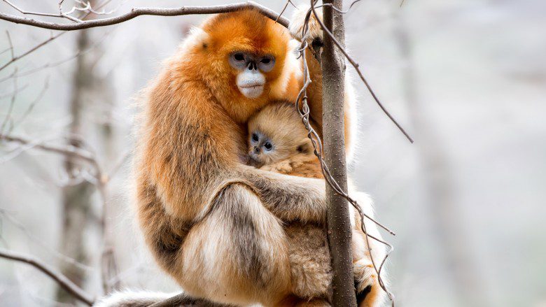 две обезьяны на дереве
