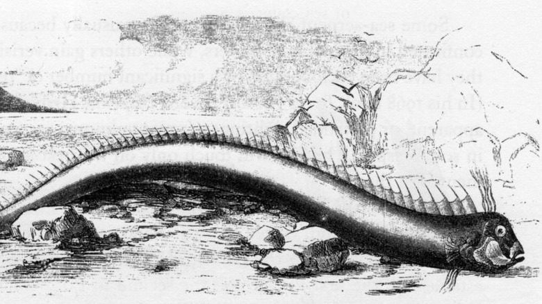 рисунок веслоноса 1860 года