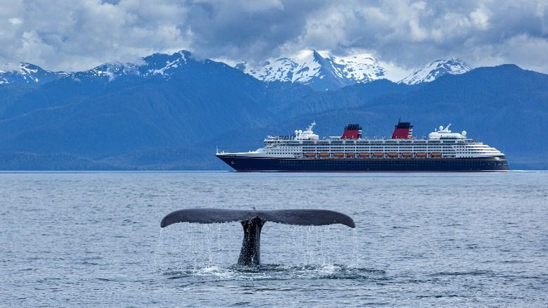 хвост кита перед круизным лайнером