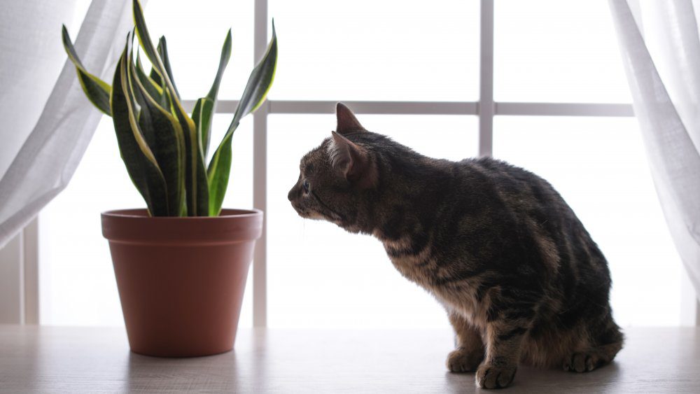Кошка с комнатным растением