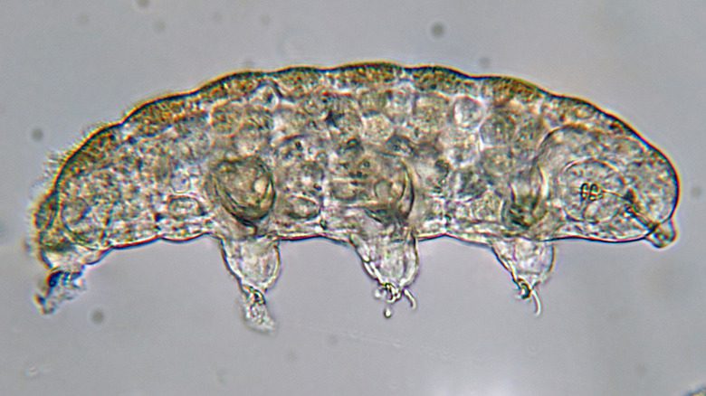 Изображение тардиграда под микроскопом