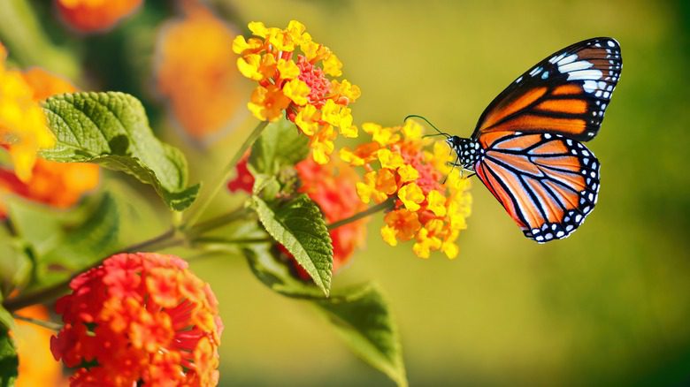 Бабочка-монарх отдыхает на цветке