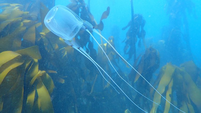 ящичная медуза плавает ламинария