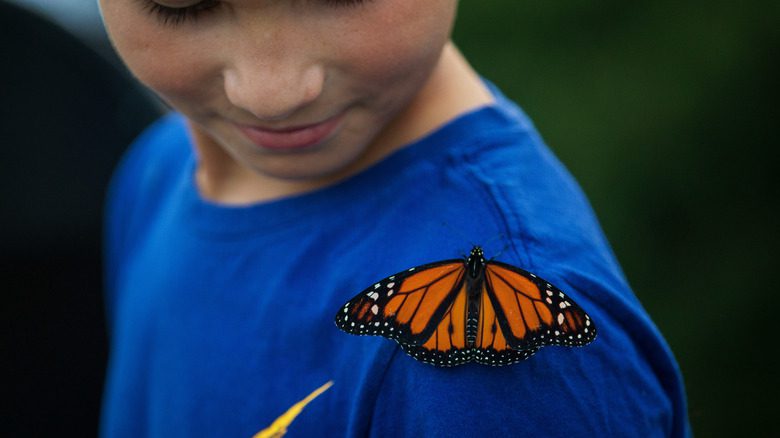 Бабочка-монарх отдыхает на плече ребенка