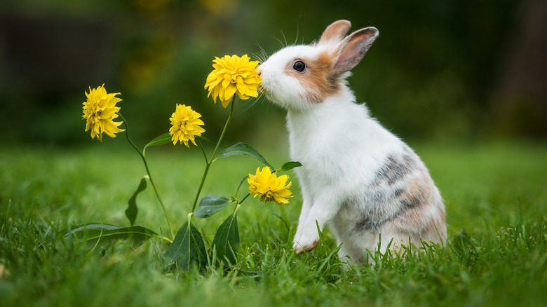 кролик нюхает цветы
