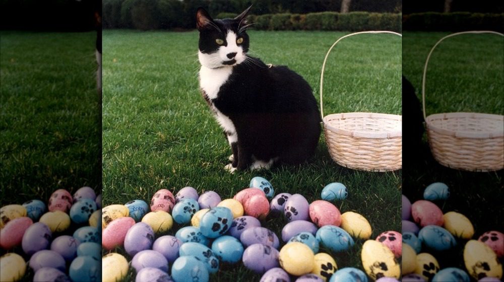 Фотография кота Носка, позирующего рядом с пасхальными яйцами, украшенными отпечатками лап, 1994 год