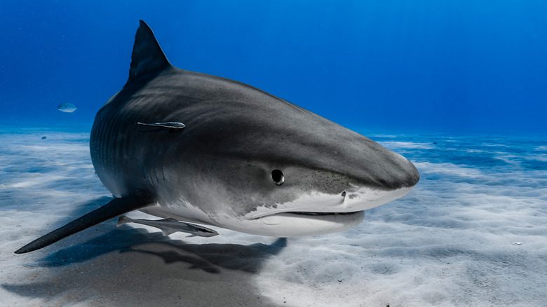 Тигровая акула плавает в рифе
