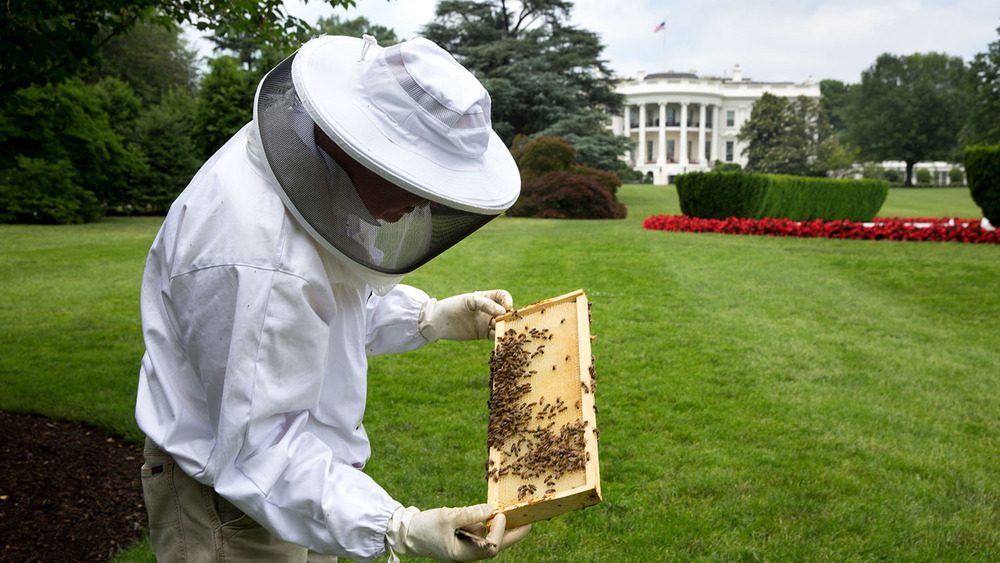Пчеловод Чарли Брандтс работает с ульем