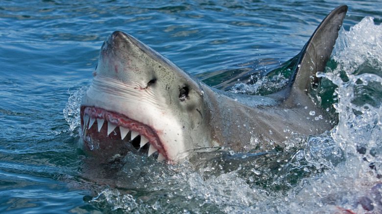 Большая белая акула поднимается над водой