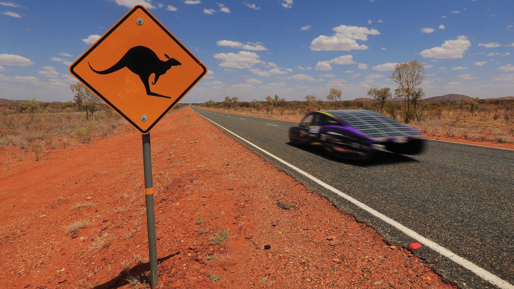 kangaroo, on a sign, with a car