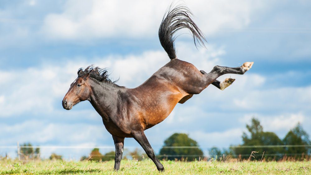 Horse kicking