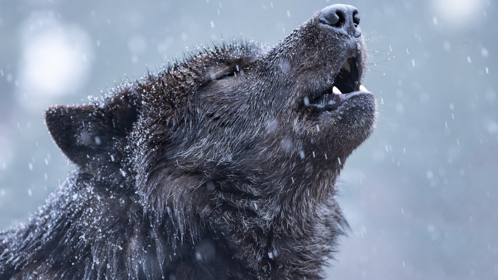 воющий волк на снегу