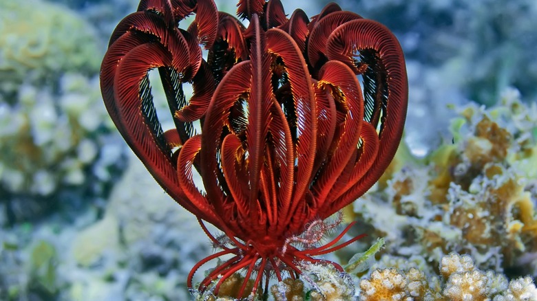 Красная перьевая звезда, сидящая на коралле под водой