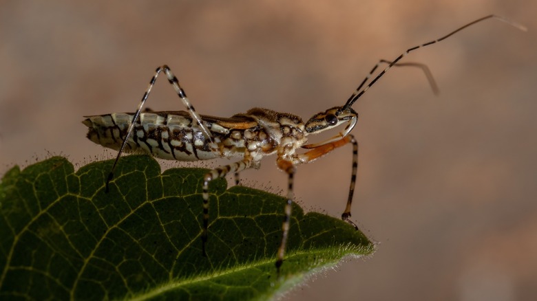 Крупный план крапчатого жука-убийцы на листе